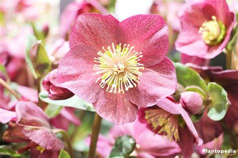 Christmas Rose, Helleborus niger - How to Plant and Care - Plantopedia