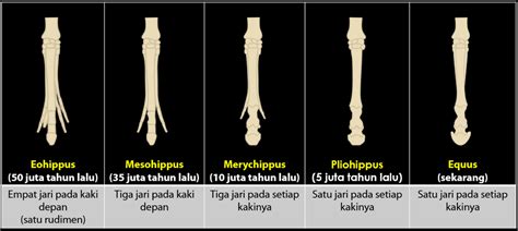 Perhatikan gambar evolusikakikuda berikut. U...