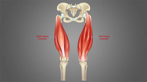 Vastus Lateralis Esnemesi