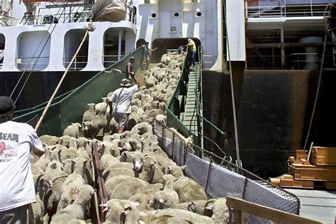 WHAT ARE THE LIVESTOCK CARRIERS ? - maritmeculture