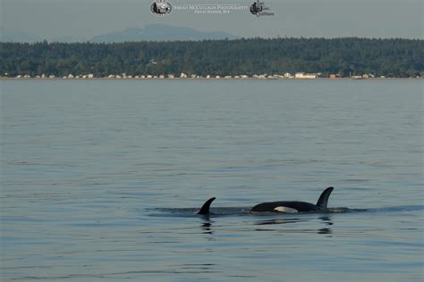 Transient Killer Whales on the Strait of Georgia | Seattle Orca Whale ...