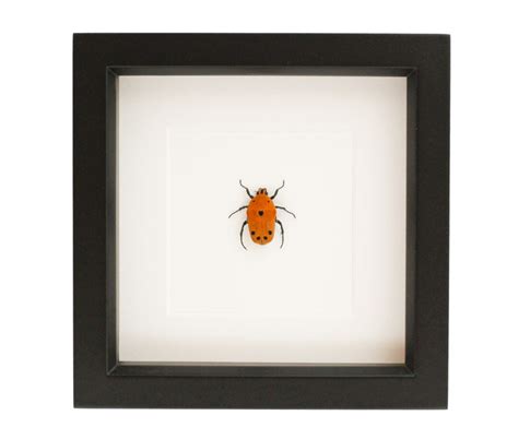 Framed Flower Beetle Taxidermy Display 6x6 - Etsy