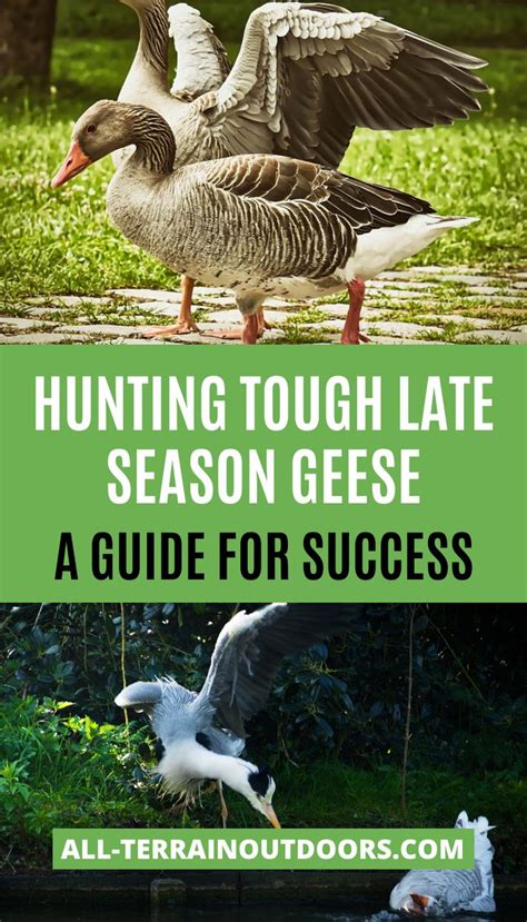 Hunting Tough Late Season Geese: A Guide For Success | Goose hunting, Goose, Snow goose hunting