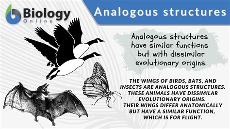 Analogous structures - Definition and Examples | Biology Online