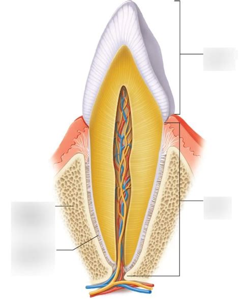 gomphosis Diagram | Quizlet