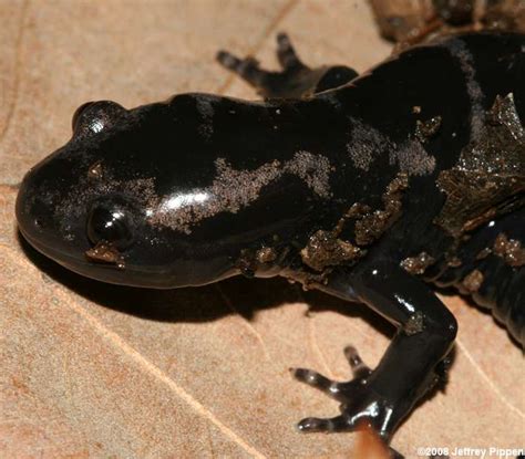 Marbled Salamander (Ambystoma opacum)