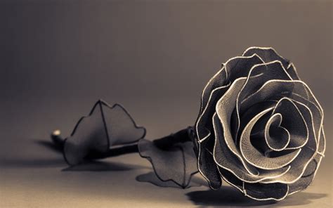 Black and white roses, Rose wallpaper, Rose flower wallpaper