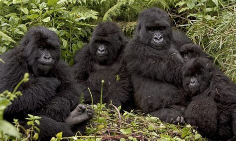 Mountain Gorilla Families in Volcanoes National Park