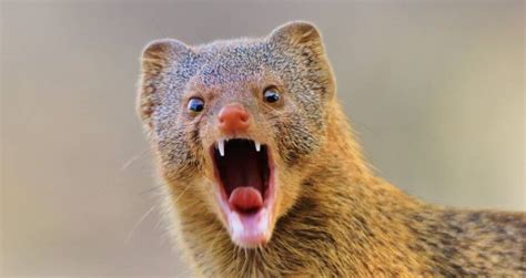 The Mongoose In Hawaii And The Catastrophe It’s Caused