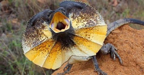 Frilled Lizard - A-Z Animals