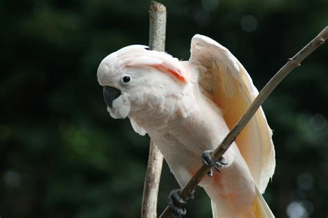 Moluccan Cockatoo - Birdland Park & Gardens