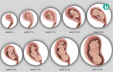 Fetal development month by month, and week by week, with video