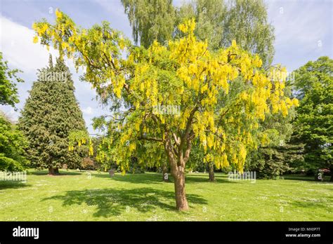 Laburnum or Golden Chain tree Stock Photo - Alamy