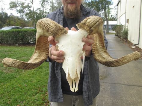 Ram Skull, Sheep Skull for sale with Horns 27 and 28 inches around curl ...