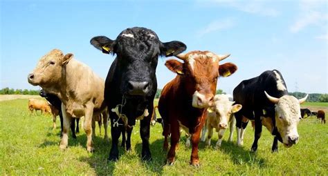 Are All Cows Female? (The Definitive Guide) - UntamedAnimals