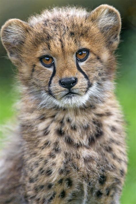 Really Cute Cheetah Cubs