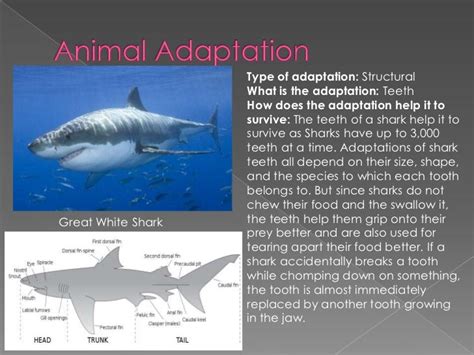 Adaptations