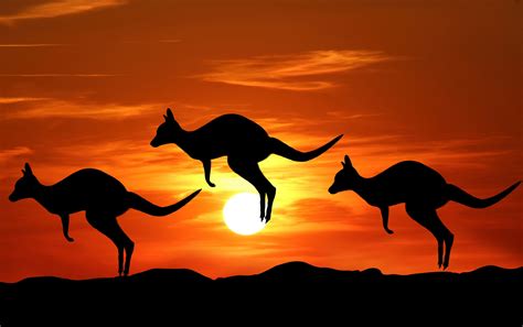 Kangaroo Sunset Silhouette Free Stock Photo - Public Domain Pictures