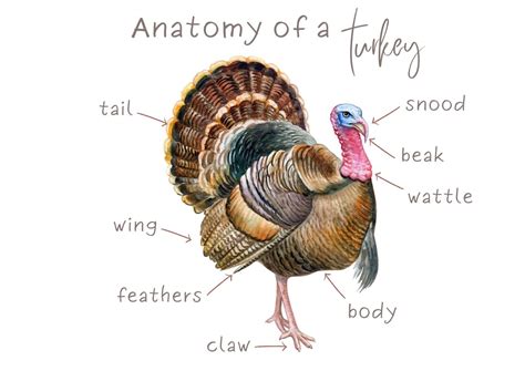 TURKEY ANATOMY 2 Part Vocabulary Cards Plus Poster - Etsy