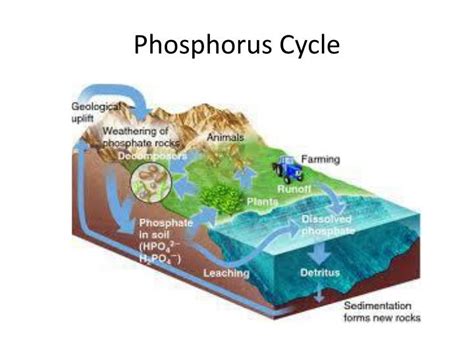 PPT - Phosphorus Cycle PowerPoint Presentation - ID:2621715