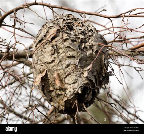 Hornets nest hi-res stock photography and images - Alamy