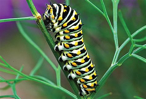 Eastern Swallowtail Caterpillar | Laurel Magazine