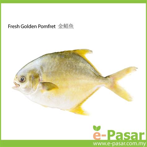 Fresh Golden Pomfret 金鲳鱼 – E-Pasar