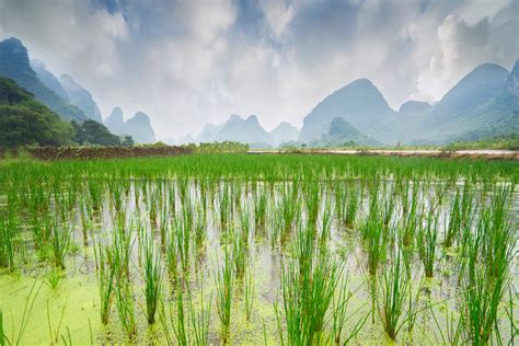 The Most Beautiful Rice Paddies in China