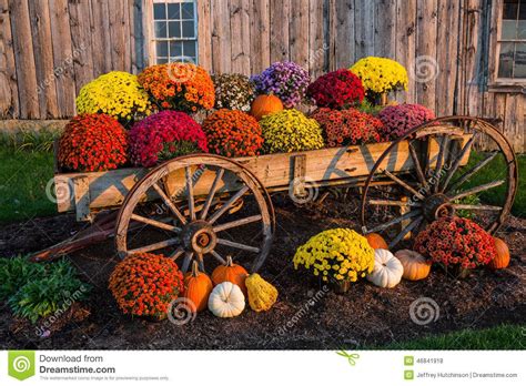 Fall scene with colorful mums and pumpkins in old wagon against a barn ...