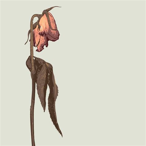 Wilting rose | Rose drawing, A level art sketchbook, Wilted rose