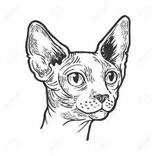 Sphynx Cat Animal Head Sketch Engraving Vector Illustration... Royalty Free Cliparts, Vectors ...