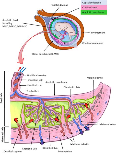 Placenta Chorionic Plate Of