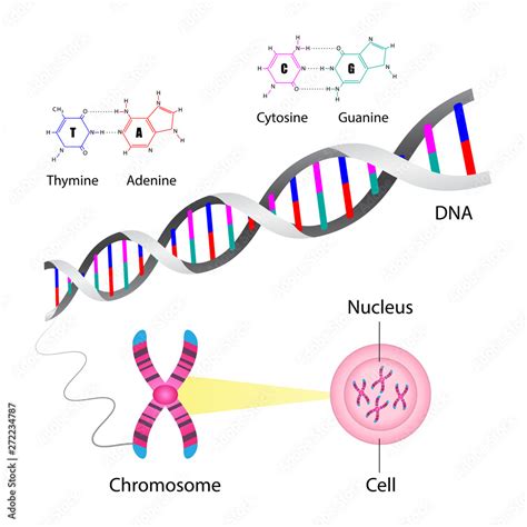 Vecteur Stock Diagram of chromosome and DNA structure | Adobe Stock