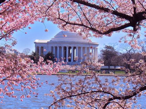 Washington DC Cherry Blossom, washington dc spring HD wallpaper | Pxfuel