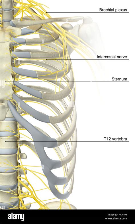 The nerve supply of the thorax Stock Photo: 13167271 - Alamy