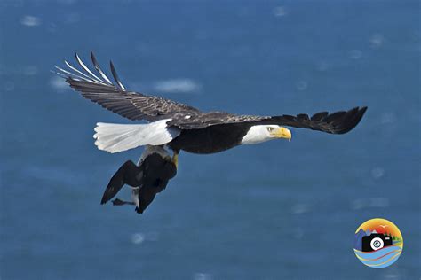 Eagles Gotta Eat, Too – Nature's Coast Oregon