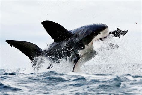 Great White Shark Catching Seal HD Wallpaper | Eduardo Siquier Cortés | Pinterest | Shark, Wild ...