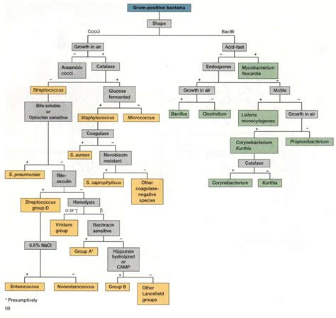 Bacterial Identification Lab Worksheet Answers