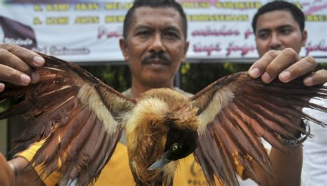 Gambar Burung Kasuari Papua - Gambar Burung