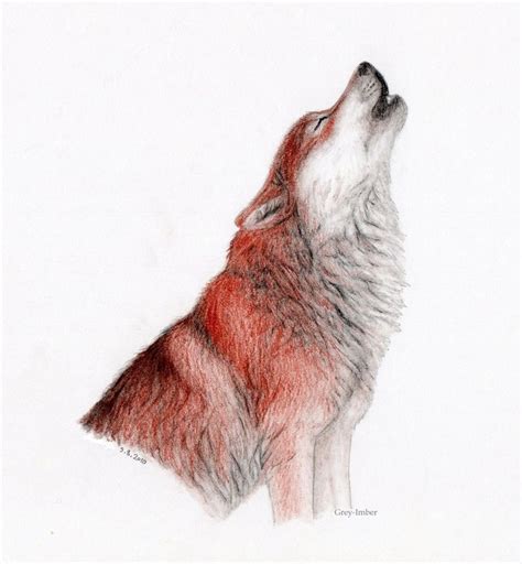 Red wolf | Red wolf, Wolf, Beautiful drawings