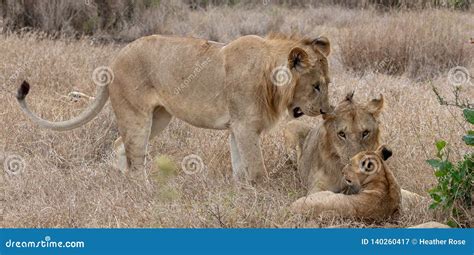 Lion Pride in Grasslands on the Masai Mara, Kenya Africa Stock Image ...