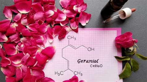 What is Geraniol? Benefits & Effects of This Cannabis Terpene