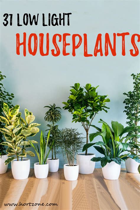 Best Indoor Plants With Low Light - Druw House