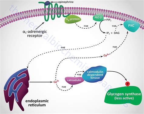 Glycogen Synthesis Pathway