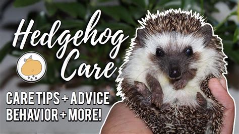 Hedgehog Owner Care Tips! | Pet Hedgehog Care Guide – Pet News Live