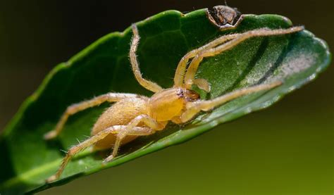 What to Expect from a Yellow Sac Spider Bite: A Visual Guide - Spiders Perfect Guide