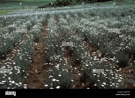 Chrysanthemum cinerariaefolium hi-res stock photography and images - Alamy