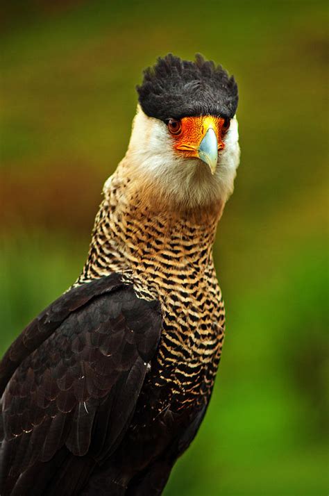 Caracara Bird of Prey Photograph by Jess Kraft | Fine Art America