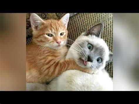 Ultra FUNNY CATS & KITTENS - Try not to CRY WITH LAUGHTER! - YouTube