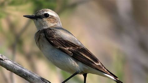 Wheatear | bird | Britannica